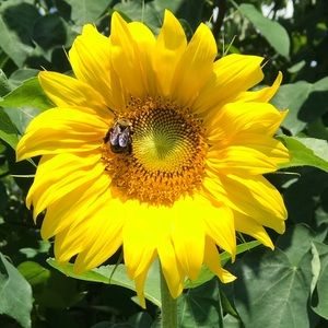 Meet your Posher, Susan